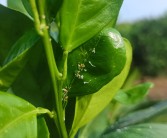 柑橘種植技術指導視頻_沃柑夏梢旺長不控梢會不會掉果