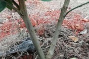 柑橘種植技術秋季修剪_臍橙修剪技術最佳時間
