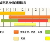 愛媛28號品種介紹_紅美人哪個品種最正宗