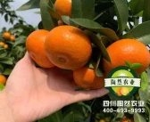 柑橘北緣新品種_青秋臍橙和紐荷爾臍橙哪個(gè)產(chǎn)量高