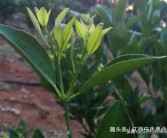 柑橘冬季種植技術(shù)_柑橘冬季嫁接方法