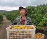 淮南柑橘種植技術視頻_柑橘園如何進行土壤改良