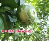 柑橘果實(shí)病蟲害最全的圖庫_陽光一號(hào)柑橘蟲子訂咬怎么辦