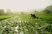 沃柑種植株距多少米好（沃柑栽苗技術）