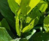 柑橘大樹種植技術(shù)視頻_掛果的砂糖橘六月讓果樹光線通透