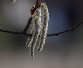 柑橘樹春天發(fā)芽時打什么藥好（柑橘發(fā)芽期打什么農(nóng)藥）