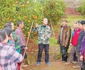 柑橘種植技術(shù)大戶_農(nóng)村老家有10多畝田地