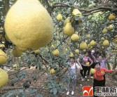 玉林柑橘苗種植技術(shù)_今年的水果為什么這么貴