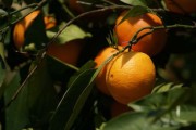 矮化密植柑橘整形技術視頻（矮壯素柑橘控梢）