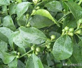 陰雨天柑橘種植技術(shù)_黃皮樹怎樣做才粗與壯