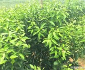 柑橘2月份種植技術(shù)_柑橘樹(shù)苗什么時(shí)候種植最好