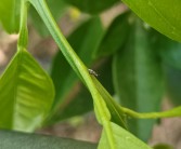 柑橘種植技術(shù)與管理視頻_柑橘農(nóng)資進入洗牌階段