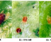 柑橘7-8月份主要病蟲害_柑橘一保與二保多長時(shí)間