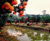 丘陵山地柑橘種植技術要點_漢中特產水果是哪一個