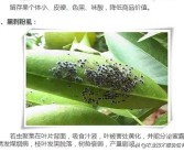 柑橘病蟲害圖譜與用什么藥_柑橘園太陽果裂果高發(fā)