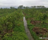 柑橘開(kāi)溝種植技術(shù)視頻_柑橘能否用尿素施肥尿素在柑橘上如何使用