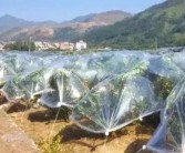 疫情過后柑橘種植技術(shù)方案_2022年耙耙柑價格有望上漲嗎