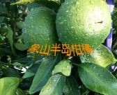 甘平柑橘耐寒嗎冬天怎么養(yǎng)護呢視頻(甘平柑橘耐寒嗎冬天怎么養(yǎng)護呢視頻教程)