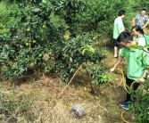 柑橘水肥一體化種植技術(shù)_石門(mén)柑橘種植技術(shù)