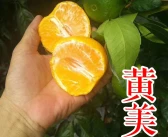 象山最新品種柑橘苗價(jià)格_南方利潤(rùn)很?chē)樔说?0個(gè)冷門(mén)種植