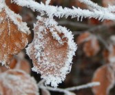 柑橘霜凍過后怎么處理（柑橘被霜雪凍了怎么辦）