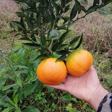 柑橘母枝種植技術(shù)視頻_板栗樹如何修剪