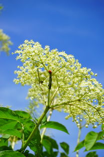 柑橘幼樹3月病蟲預防（柑橘幼樹如何防止來年不開花）