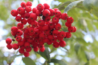 紅美人柑橘適合哪些地方種植（紅美人柑橘高效栽培技術(shù)）