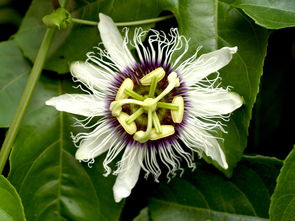 沃柑開(kāi)花期能噴薊馬農(nóng)藥嗎（沃柑開(kāi)花的時(shí)候可以噴藥嗎）