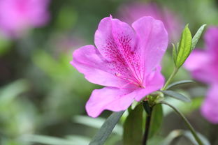 柑橘苗種植后多長時(shí)間發(fā)芽（柑橘種下去多久可以放肥）