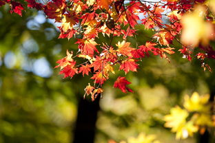 柑橘紅蜘蛛病害圖片及防治措施視頻（柑橘樹上的紅蜘蛛什么時(shí)候打藥最有效）