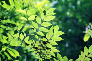 柑橘苗圃除草劑怎么用（柑橘樹除草）