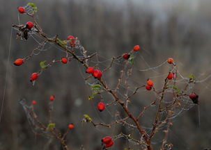 沃柑保果可以噴紅蜘蛛藥嗎（沃柑紅蜘蛛噴什么藥效久些）