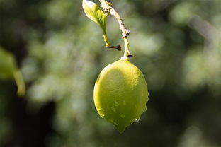 柑橘為什么長(zhǎng)夏梢（柑橘為什么有幾枝葉黃）