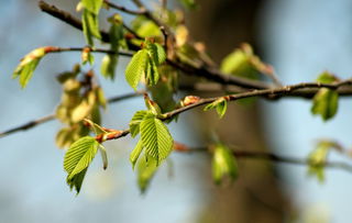 柑橘樹(shù)幾月份出春梢呢（柑橘樹(shù)在春季幾月發(fā)芽）