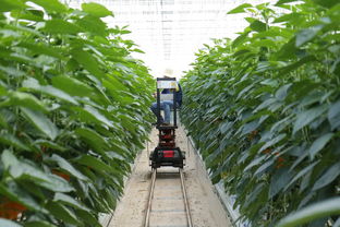 立春柑橘種植技術(shù)（立春柑橘種植技術(shù)與管理）