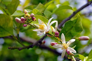 橘子樹(shù)修剪技術(shù)視頻全集（橘子樹(shù)修剪技術(shù)視頻全集下載）