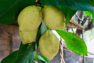 柑橘栽植技術(shù)要點（柑橘樹種植技術(shù)）