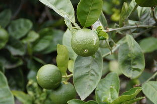 柑橘栽植技術(shù)要點（柑橘樹種植技術(shù)）