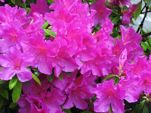 金桔一般陽(yáng)歷幾月開(kāi)花（金桔一般什么時(shí)候開(kāi)花）
