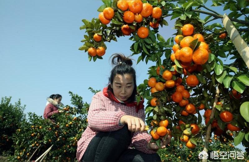 甘平柑橘幾錢一斤2022年8月9日價(jià)格表_明年的沃柑行情走勢會如何呢