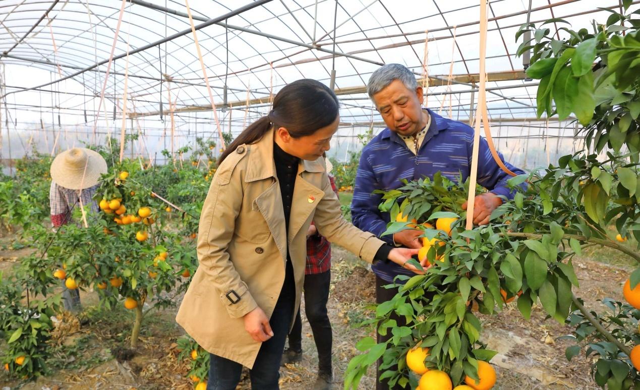 安徽柑橘樹苗類新品種_安慶宿松縣是什么樣的處所