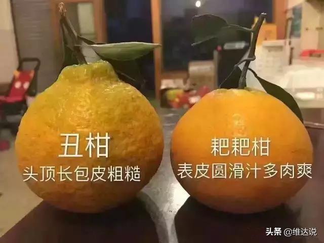 比粑粑柑還好的柑橘品種有哪些呢英語(yǔ)翻譯怎么說(shuō)_柑橘類生果有哪些品種