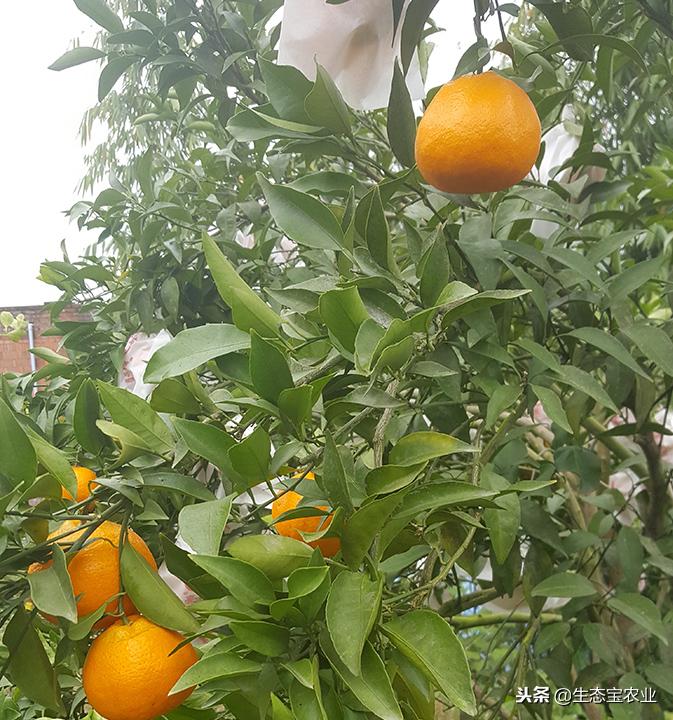 春見耙耙柑幾月開花是什么原因_四川綿陽(yáng)合適種植什么果樹