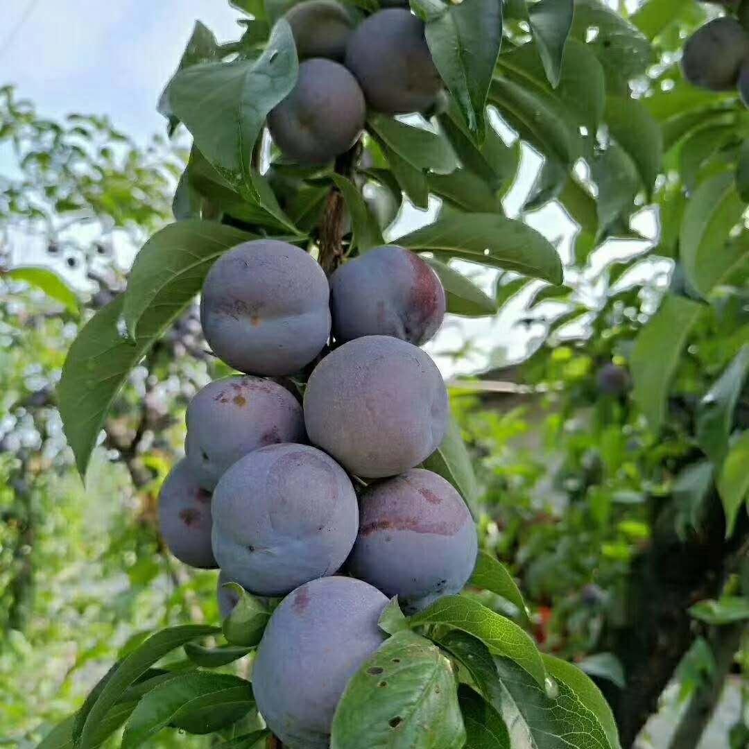 成都柑橘苗保舉_四川資陽(yáng)柑橘嫁接更佳時(shí)間