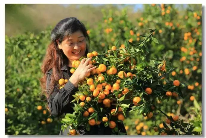 春見柑橘什么時候采摘最適宜呢_春見柑橘促進花芽分化辦法