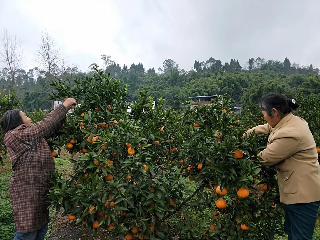 井研柑橘品種_樂山血橙采摘地點(diǎn)