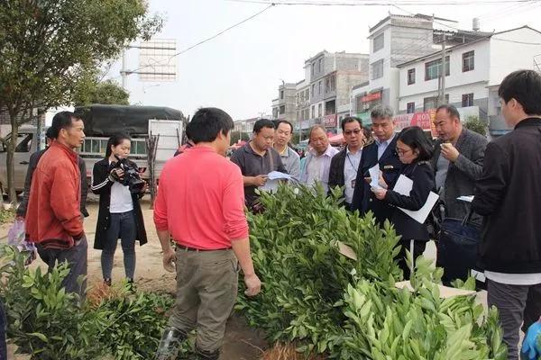 廣西柑橘研究所新品種_廣東沙糖桔好仍是廣西的好