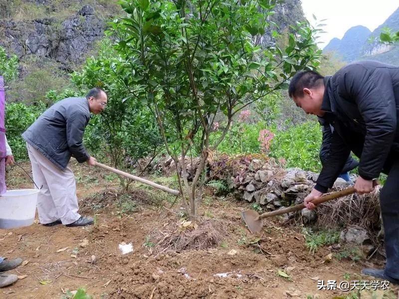 輻射誘芽變培育新品種柑橘_剛懷孕的時(shí)候會有哪些癥狀