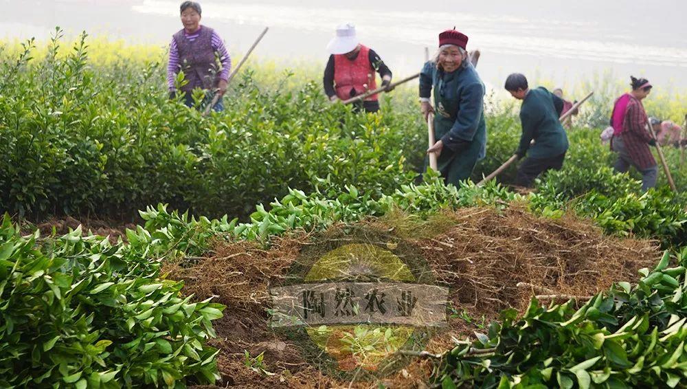 將來(lái)三年更受歡迎柑橘品種有哪些呢圖片_上市最早的柑橘品種